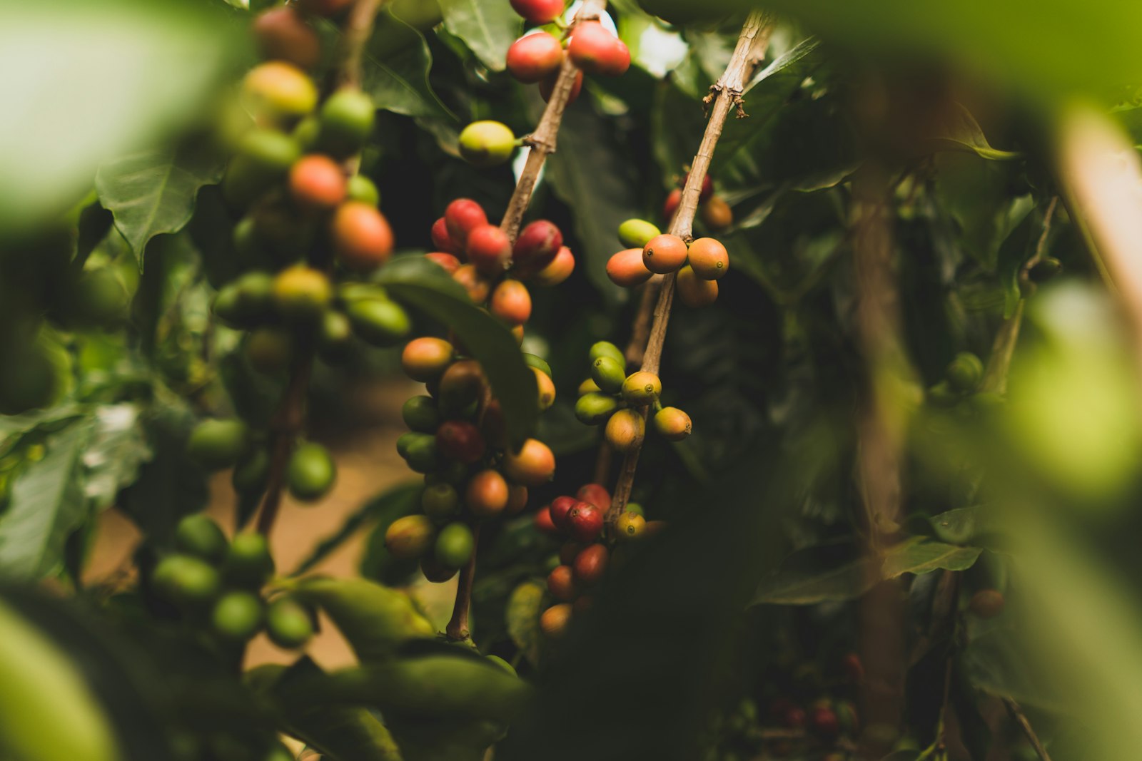 Yirgacheffe