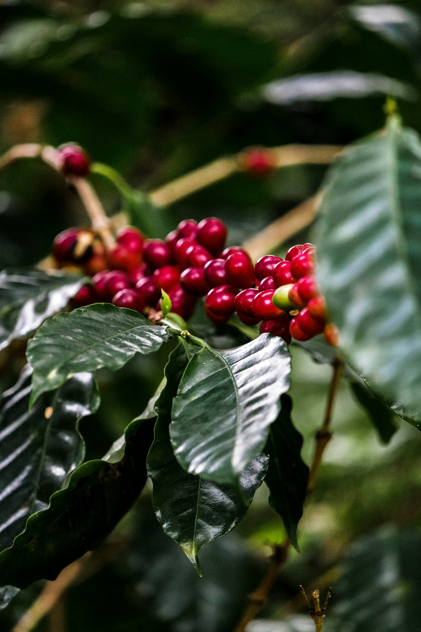 Sidamo