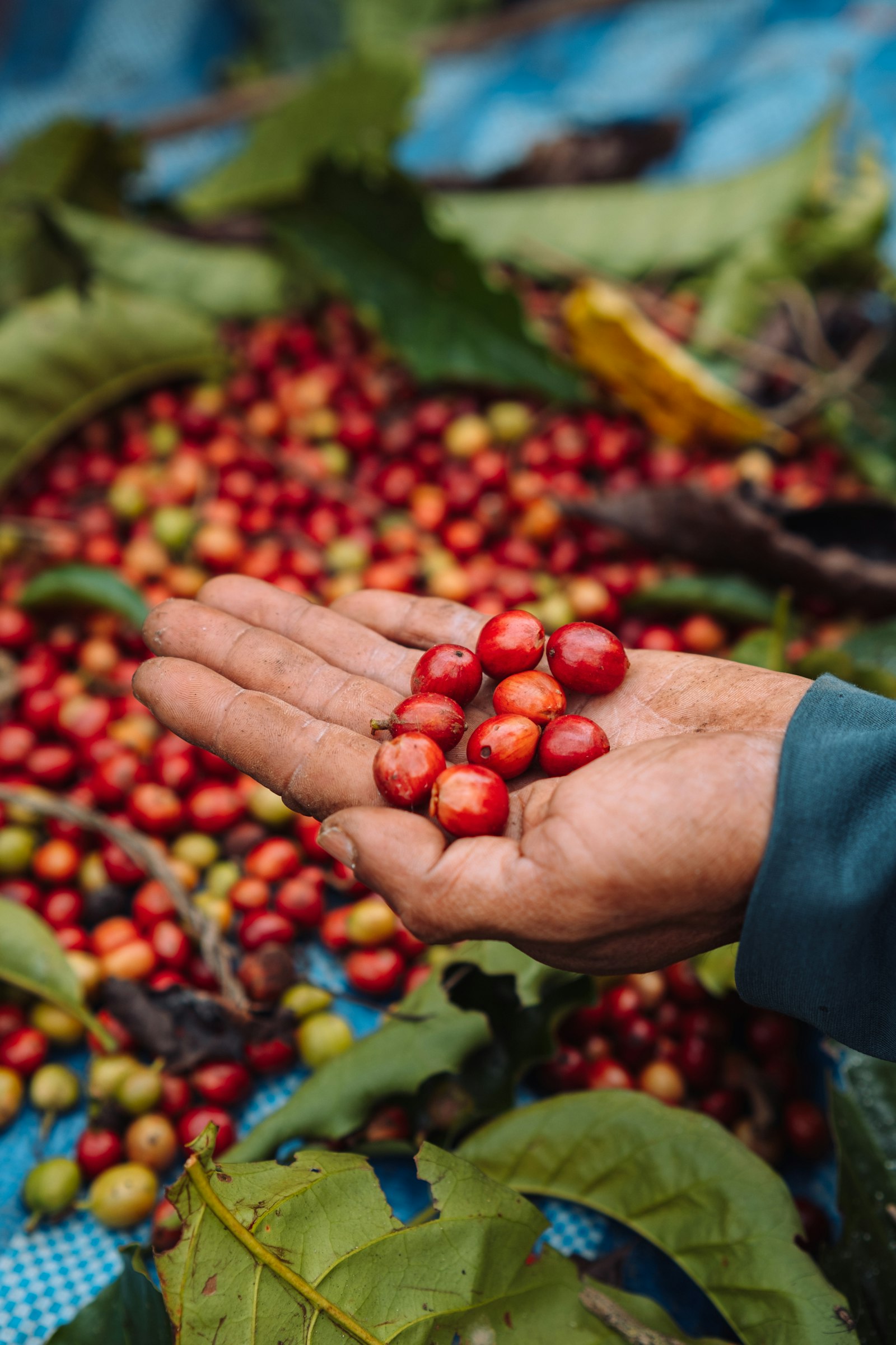 A picker's hands full of ripe coffee cherries