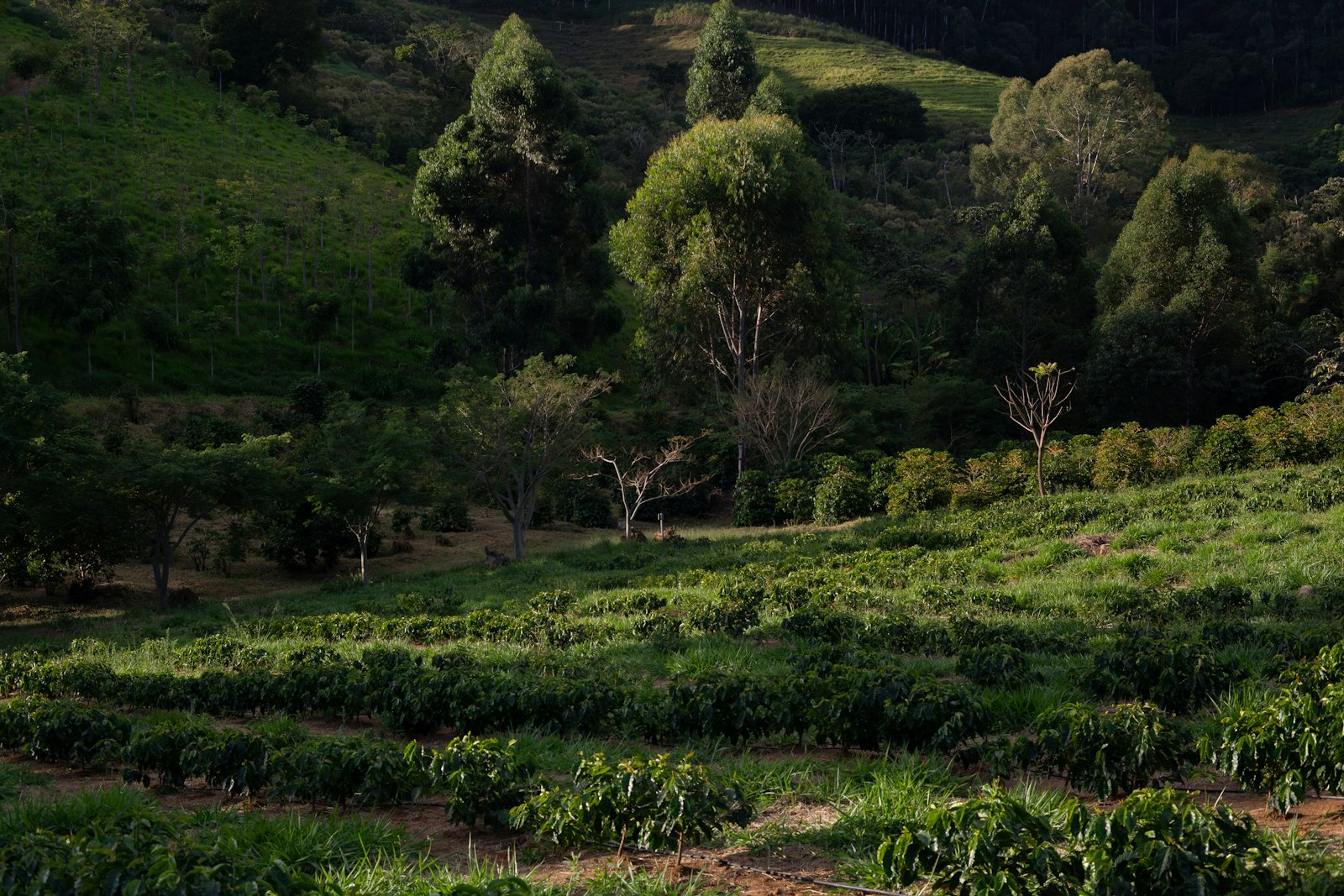 Huila